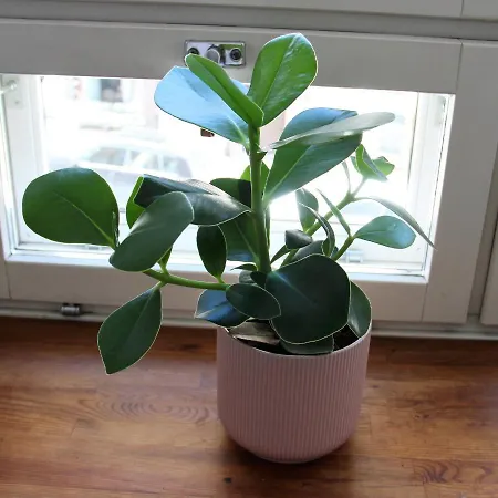 Here Rauha Appartement *